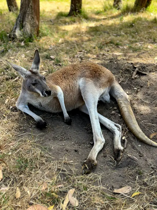 A kangaroo lying flat in the shade, entirely unbothered.