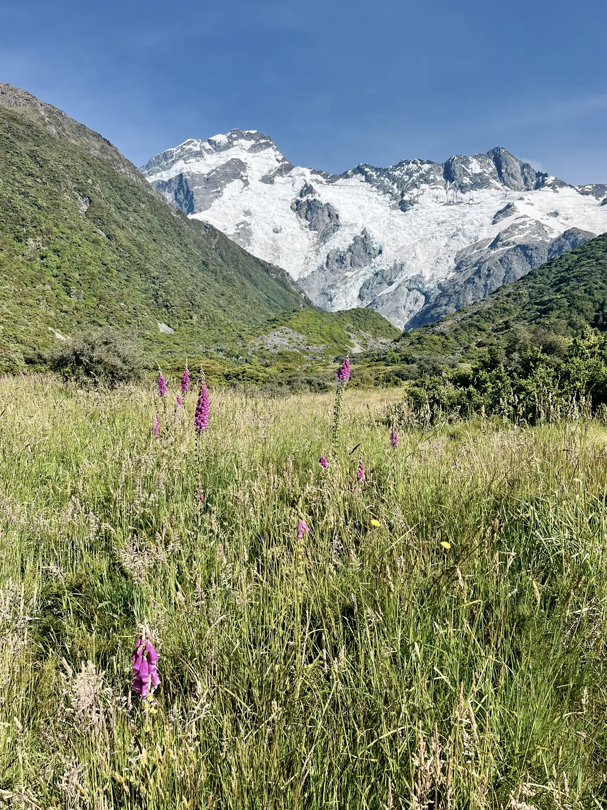 Foxgloves in long grass below Mount Cook, the glacier valley running up behind.
