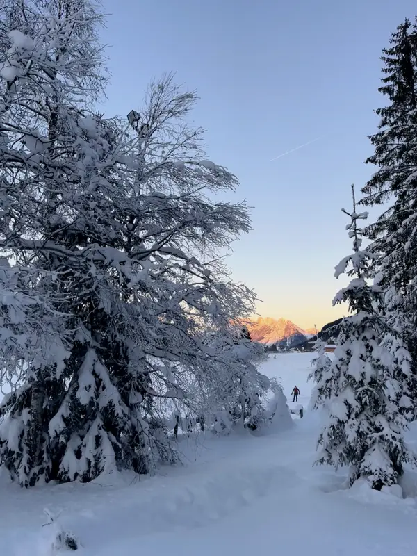 Snow-loaded firs against a clear sky, a track running between them.