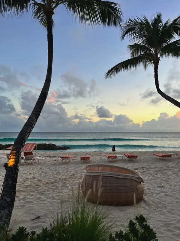 Palms leaning over a west-coast beach at first light.