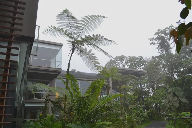 The cloud-forest lodge at Mashpi seen from below, tree ferns growing right up against the glass.