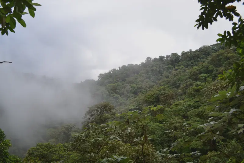 Cloud moving through the forest canopy at Mashpi, the ridge below half lost in it.