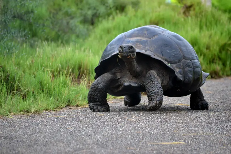 A giant tortoise crossing a road in the Santa Cruz highlands.