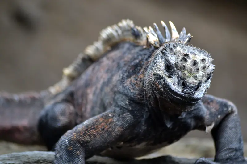 A marine iguana on lava rock, close enough to count the spines along its back.