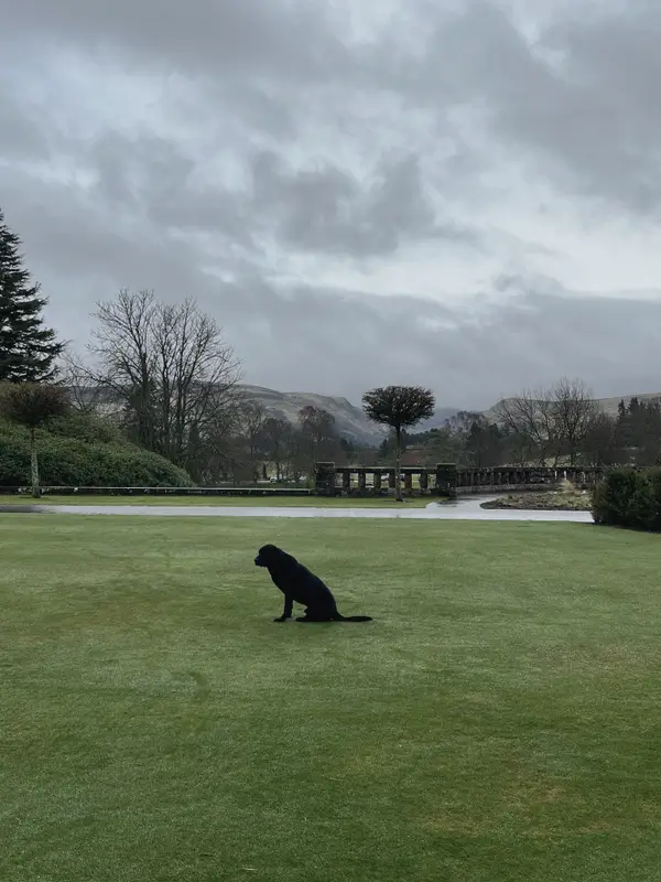 A black dog sitting alone in the middle of a country-house lawn.