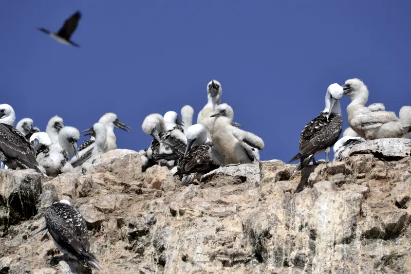 Peruvian boobies nesting on the cliffs at Paracas, one bird in flight overhead.