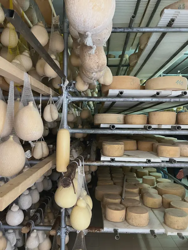 Racks of cheese in an ageing room, caciocavallo hanging from the rail above.