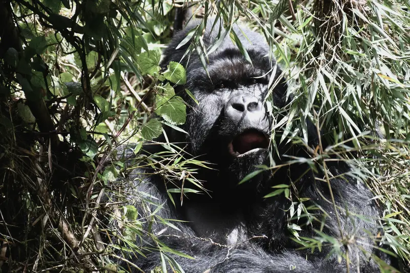 A silverback mountain gorilla sitting in dense bamboo, mouth open, a few feet from the trail.