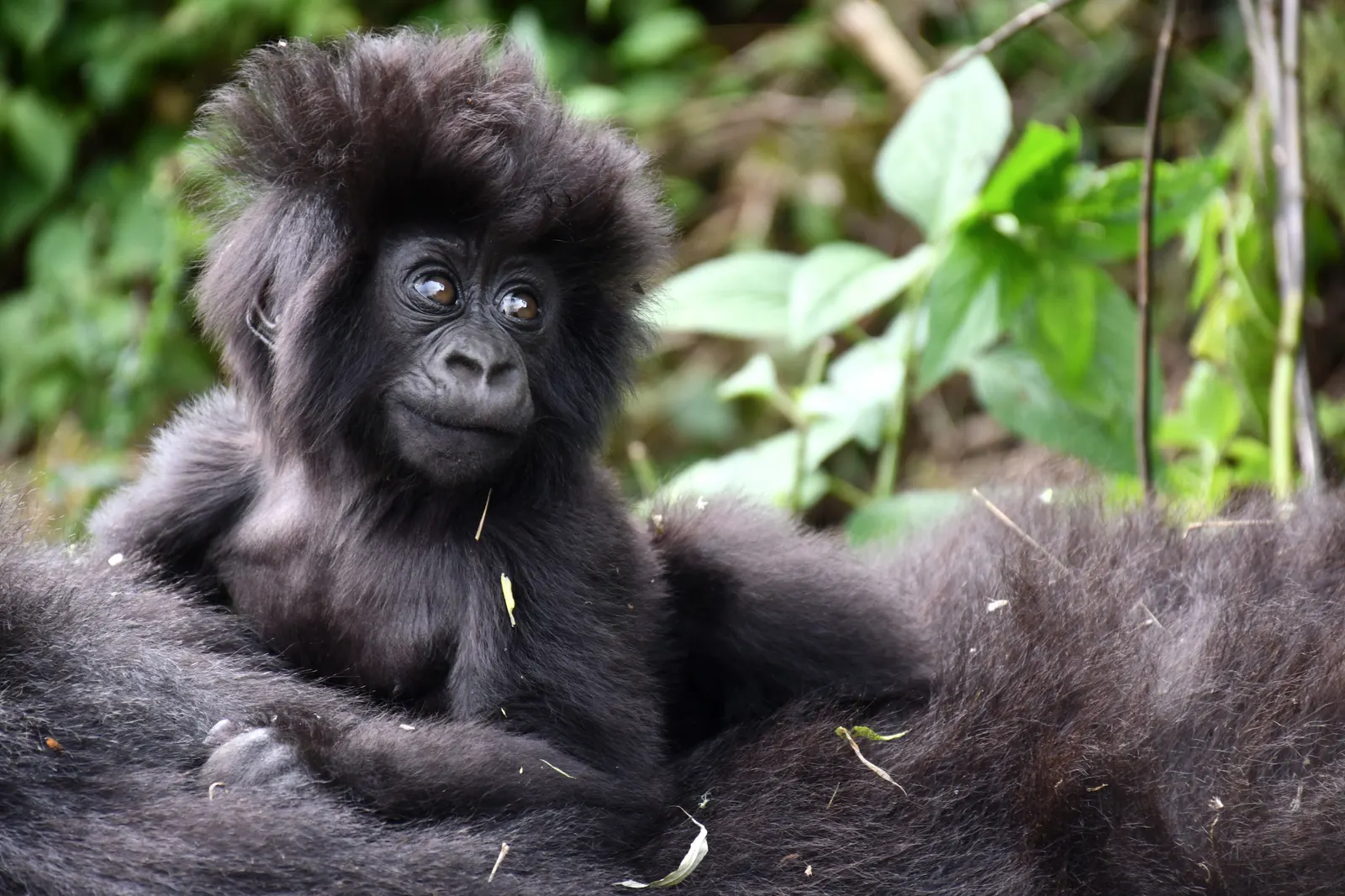 An infant mountain gorilla resting on an adult's back in Volcanoes National Park, looking straight at the camera.