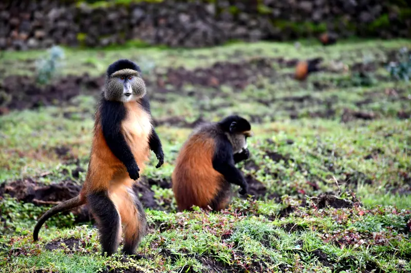 Two golden monkeys on the ground at the forest edge, one standing upright.