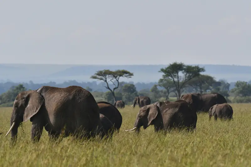 A breeding herd of elephants moving through long grass on the Masai Mara, flat-topped acacias behind.