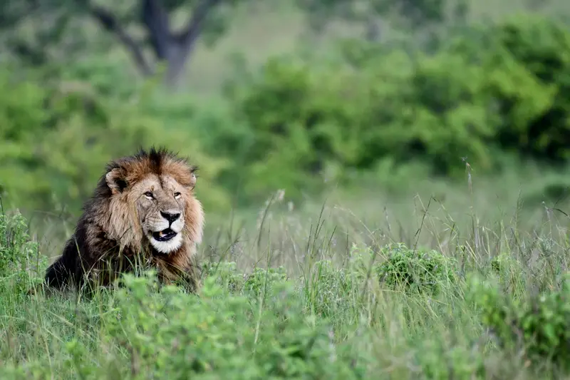 A male lion standing in long green grass on the Mara, facing the vehicle.