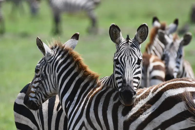 A group of zebra close together on the Mara, two facing the camera.