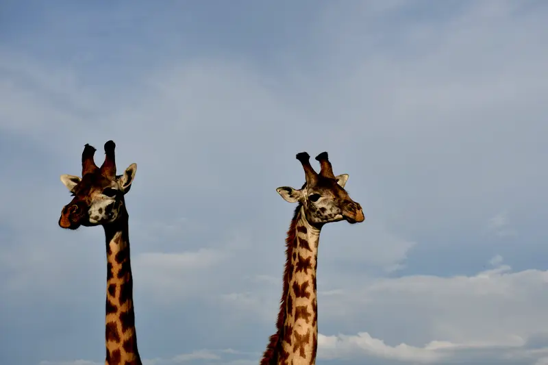 Two Masai giraffe against an overcast sky, heads turned in opposite directions.