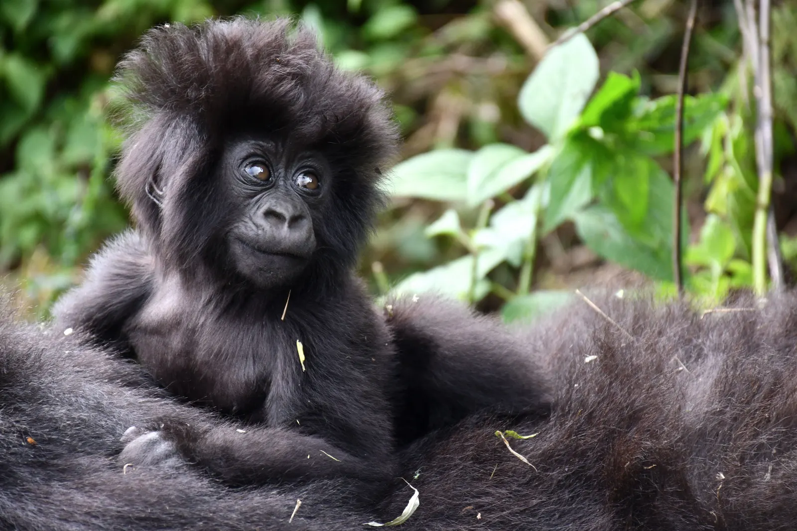 An infant mountain gorilla resting on an adult's back in Volcanoes National Park, looking straight at the camera.