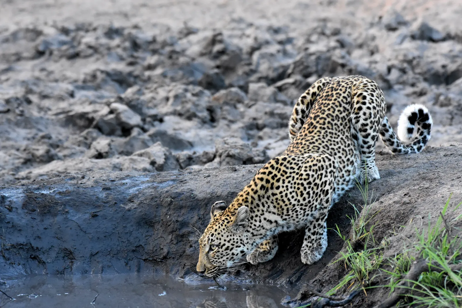 A leopard crouched at the edge of a waterhole, drinking, tail curled up behind it.