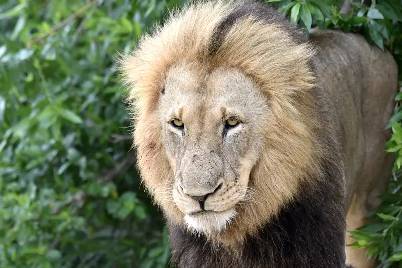 A male lion in thick green bush, head up and looking directly at the vehicle.