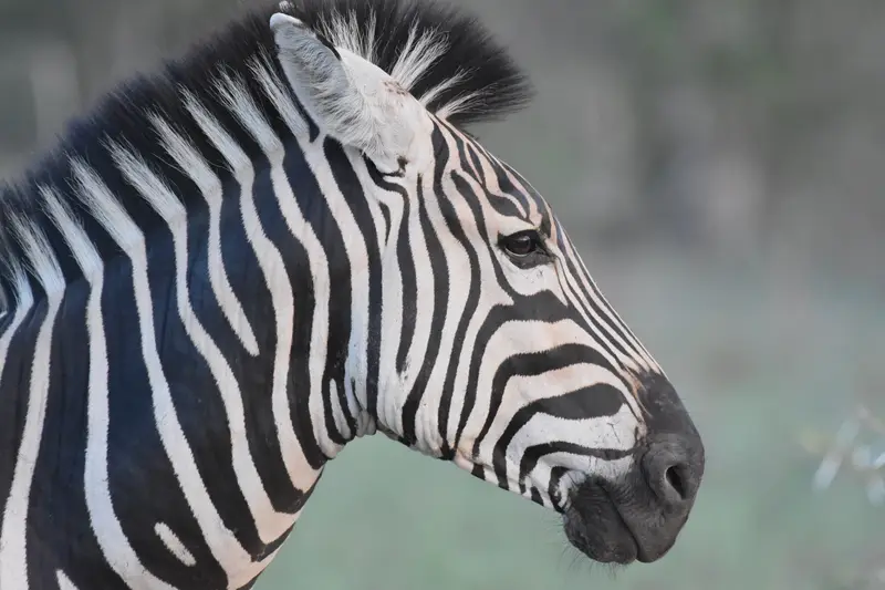 A zebra in profile against soft green, mane upright.