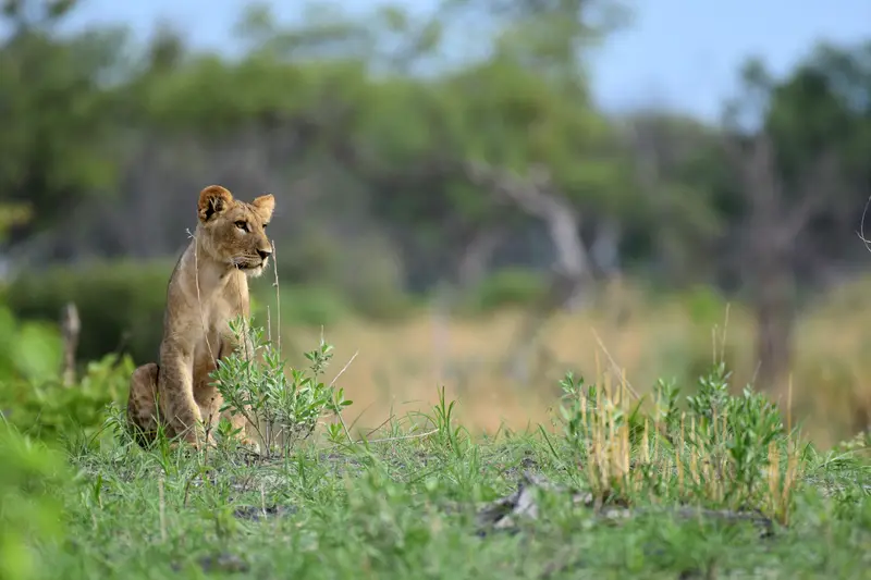 A lioness sitting on a riverbank in long grass, looking off to the side.