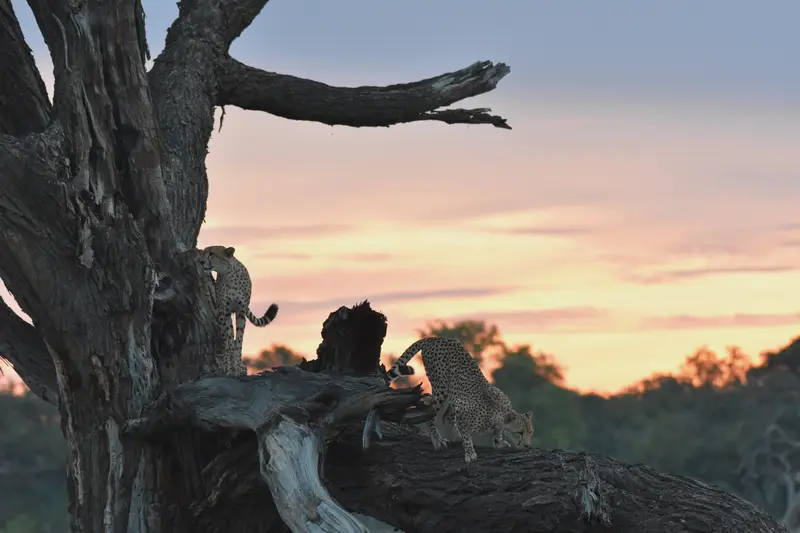 Two leopards on a dead tree at sunset, one climbing down the trunk toward the other.