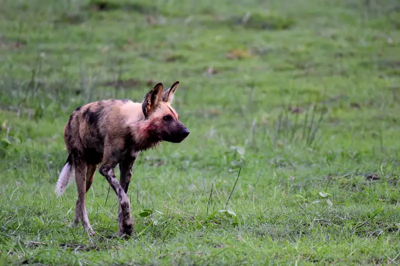 An African wild dog crossing open grass on the Selinda Reserve.