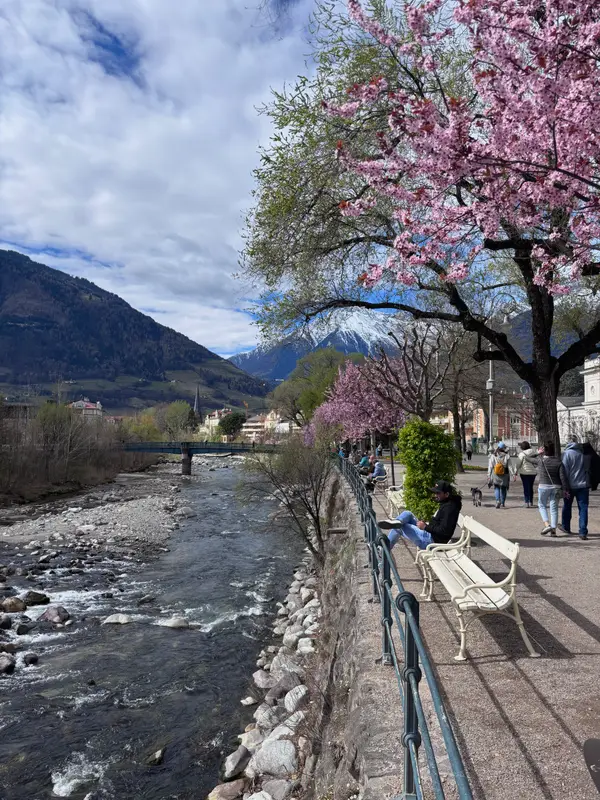 A river path in the Dolomites under blossom, mountains at the end of the street.