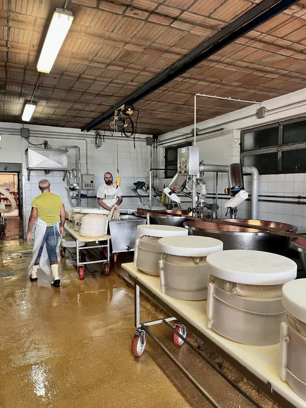 The floor of a Parmigiano dairy, copper vats and cheese in its moulds.