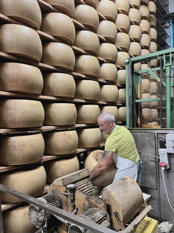 A wall of Parmigiano wheels in the ageing store, one being turned by hand.