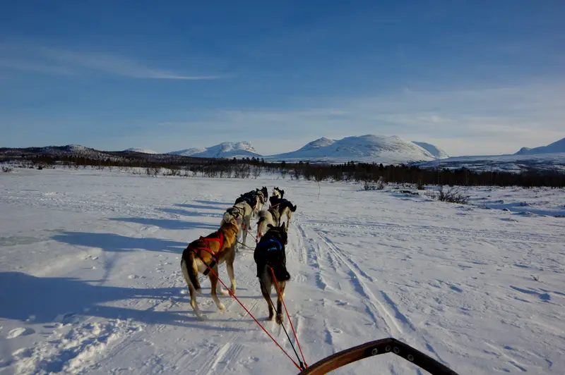 A dog team pulling a sled across open snow under a pale sky.