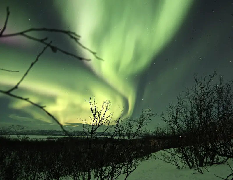 Aurora through bare birch branches, the curtain folding back on itself.